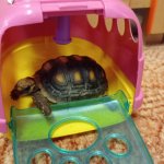 phoca_thumb_m_elva 2 Fotogalerie